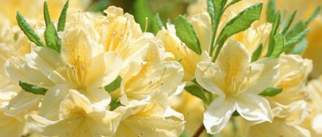 ����q�ӂꂠ�����R����