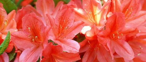 ����q�ӂꂠ�����R����