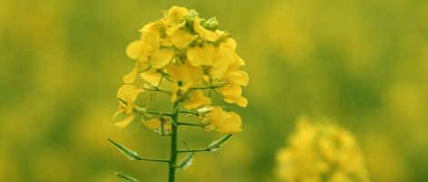 �߃����s���q�n��