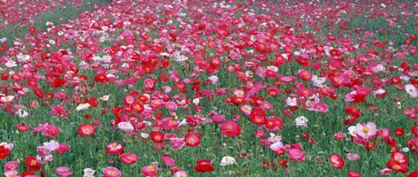 �G���[���h�[���O