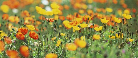 �݂��ƉԌ���