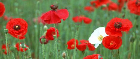 �G���[���h�[���O