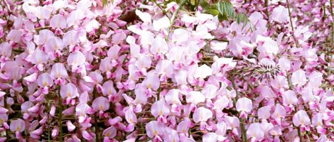 �t�����w�ӂ��ʂ�