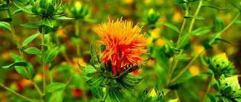 �x�m���z�^���e������
