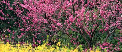 �����@�ԓ��̗�