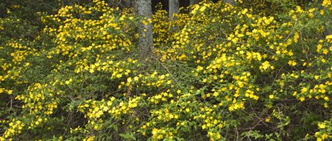 �R���̗����j����