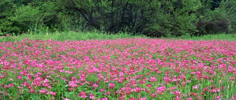 �_�Ƃӂꂠ���Z���^�[