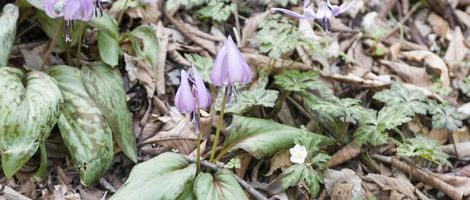 ���������ڎR�̉ԓ�